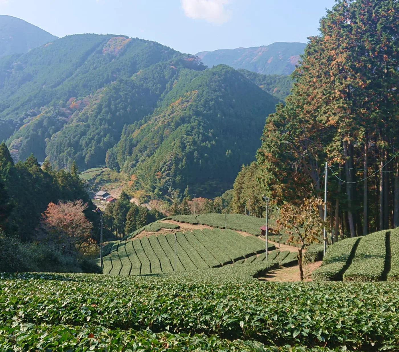 Tea fields in a mountain valley in Shizuoka, Japan