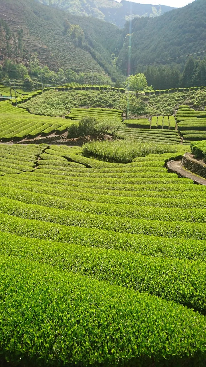 Tea fields and farmers in Shizuoka, Japan