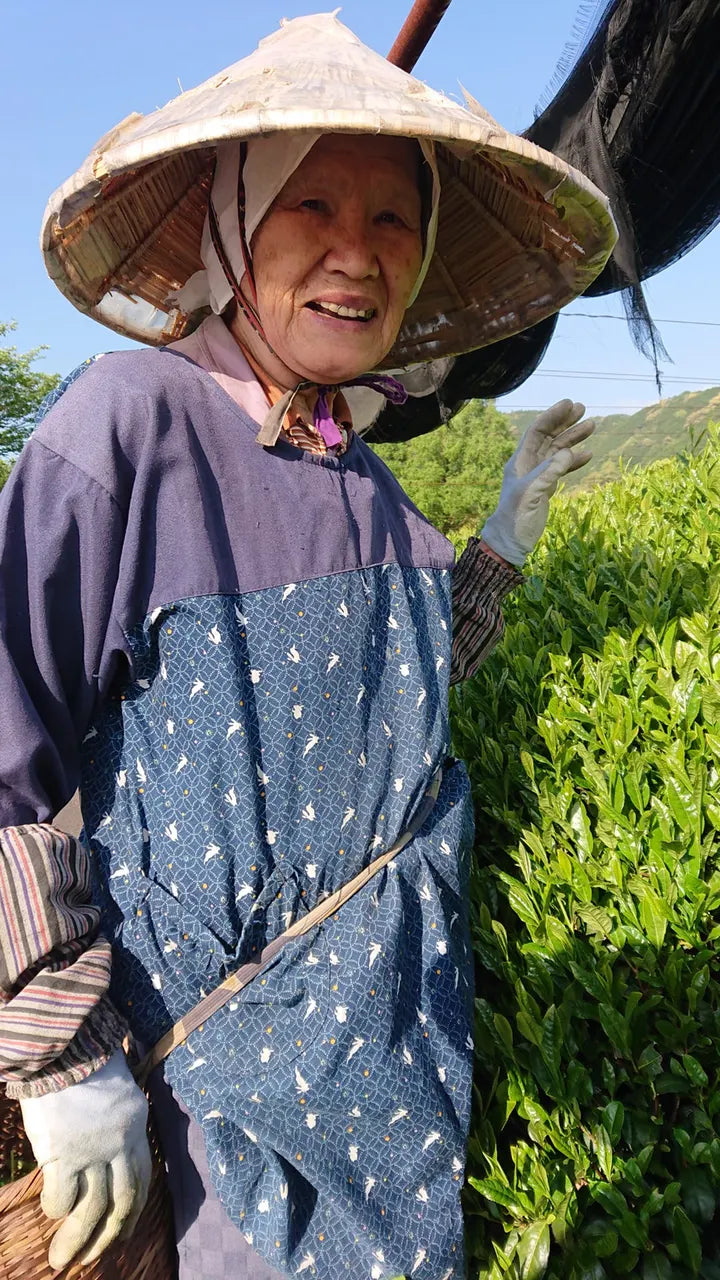 Tea fields and farmers in Shizuoka, Japan