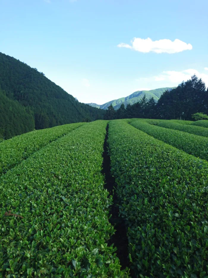 Tea fields and a farmer working in Shizuoka, Japan