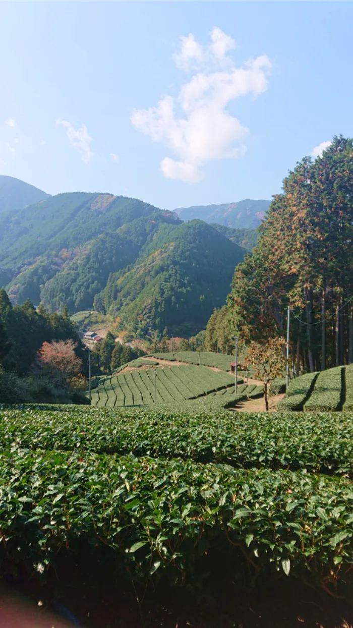 Tea fields and a farmer working in Shizuoka, Japan